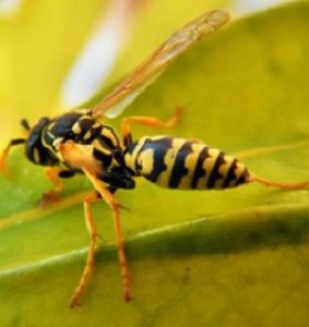 Paper Wasp Sting - Croach Pest Control