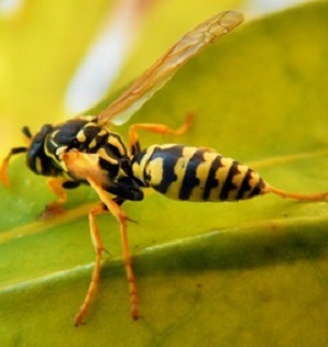 red wasp sting