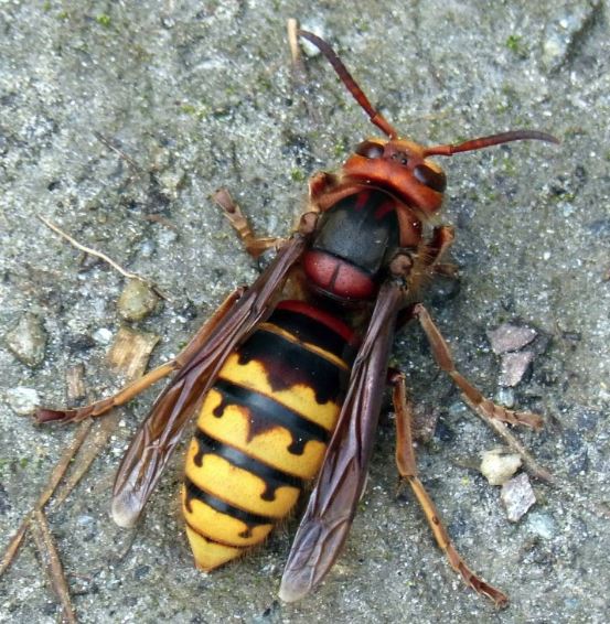 Wasp Control - Croach - Wasps close up
