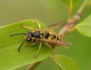 Wasp Removal and Control - Yellow Jackets - Croach - Yellow Jacket on Leaf