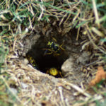 Wasp Control - Croach - Yellow Jacket Wasps Nest