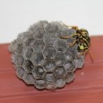 Wasp Removal - Croach - Yellow Jacket on wasps nest