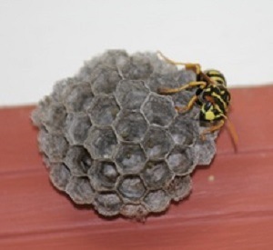 paper wasp nest identification