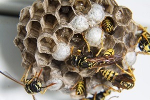 Yellow Jacket Hive - Croach Wasp Removal and Wasp Control