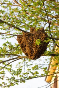 How to get rid of wasps - Swarm of wasps in tree