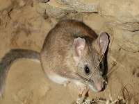 Bushy Tailed WoodRat - Portland OR - Croach Mouse Control, Rodent Control, Rat Extermination