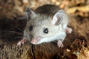 Deer Mice Rodent Control - Croach - Kirkland, WA - Fall Pests - Gray Mouse