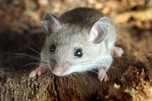 Rodent Control - Croach - Kirkland, WA - Fall Pests - Gray Mouse