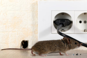 Croach Mouse Control - House Mouse chewed hole in wall and damaged electrical cord