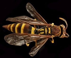 Eurpean Hornet - Wasp Removal and Wasp Control - Croach