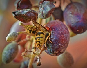 Pest Control - Croach - Yellow Jackets Eating Ripe Grape