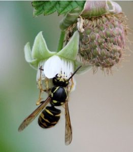 Wasp pollinating a flower - Facts about Wasps - Croach