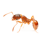 Home Pest Control - Croach - Seattle, WA - Bug Phobias - Ant