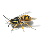 Pest Control Contractors - Croach - Tacoma, WA - Bug Phobias - Wasp