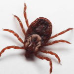 Pest Control - Tacoma, WA - Croach - Bug Phobias - Tick