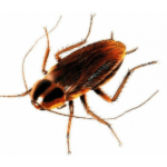 Pest Removal - Spokane, WA - Croach - Bug Phobias - Cockroach