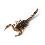 Scorpion Control - Portland, OR - Croach - Phobias
