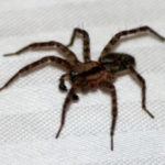 Spider Control - Croach - Kirkland, WA - Brown House Spider