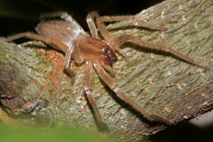 Spider Control - Croach - Kirkland, WA - Brown Recluse Spider