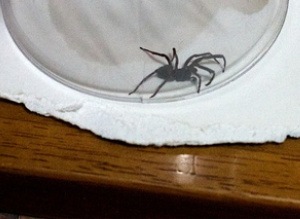 Spider Control - Croach - Get Rid of Spiders - Spider under glass on end table