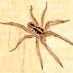 Spider Control - Croach - Wolf Spider Species