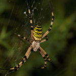 Spider Control - Croach - Yellow Garden Spider Species on a web