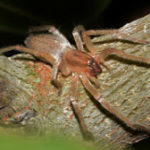 Spider Control - Croach - Kirkland, WA - Yellow Sac Spider on Branch