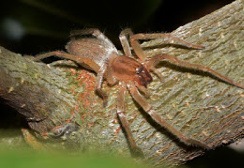 Spider Control - Croach - Kirkland, WA - Yellow Sac Spider on Branch