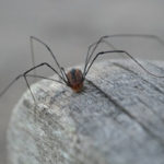 Spider Species - Croach - Grand Daddy Long Legs on Rock