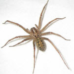 Hobo Spider image - picture of hobo spider close up - Portland, Oregon - Croach Pest Control