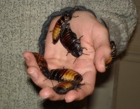Cockroach Pest Control - Croach - Spokane, WA - Man holding cockroaches