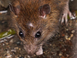 Rat Extermination - Croach - Tacoma, WA - Closeup of Rat Chewing Something