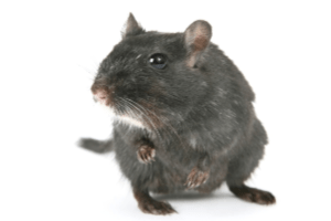 Rodent Control - Facts About Rats - Croach - Tacoma, WA - Gray Rat