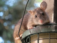 Portland Mouse Control - Rodent Control - Rat Extermination - Roof Rat aka Black Rat