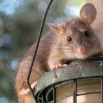 Mouse Control - Croach - Seattle, WA - Roof Rat sitting on hanging lantern