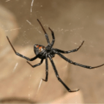 Spider Control - Croach - Portland, OR - Black Widow Spider in Web