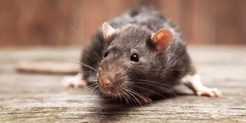 Rat Extermination - Croach - Beaverton, OR - Brown Rat Sitting on Board