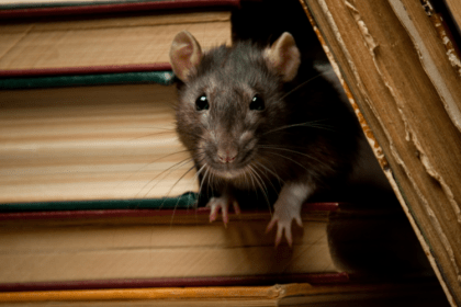 Seattle Rats - The norway rat peeking out from behind a staircase - Croach Pest Control