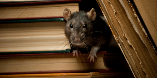 Seattle Rats - The norway rat peeking out from behind a staircase - Croach Pest Control