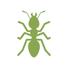 Ant Control - Carpenter Ants - Pest Control - Croach