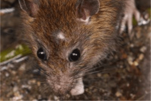 Norway Rat Sewer Rat Brown Rat Croach Mouse Control Rat Extermination Rodent Control