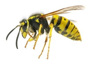 Pest Control - Croach - Eagle ID - Closeup of Wasp