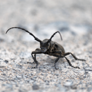 Pest Control - Black Carpet Beetle - Croach