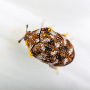 Pest Control - Varied Carpet Beetle - Croach