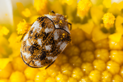 Pest Control - Varied Carpet Beetle on Daisy - Croach