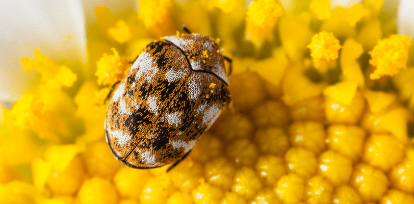 Pest Control - Varied Carpet Beetle on Daisy - Croach