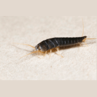 Closeup of Silverfish - Croach - Beaverton, OR