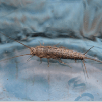 Silverfish Control - Silverfish on Blue Background - Croach - Denver, CO