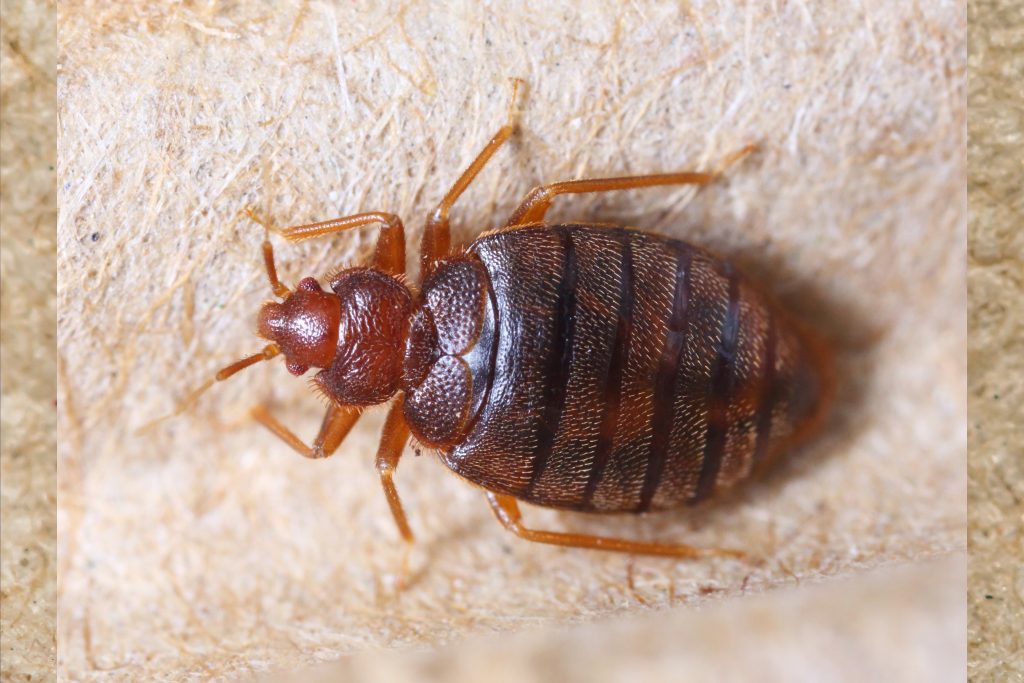 Get Rid of Bed Bugs in Kennewick, WA - Croach® Pest Control