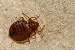 Bed Bugs Near Portland - How to Get Rid of Bedbugs